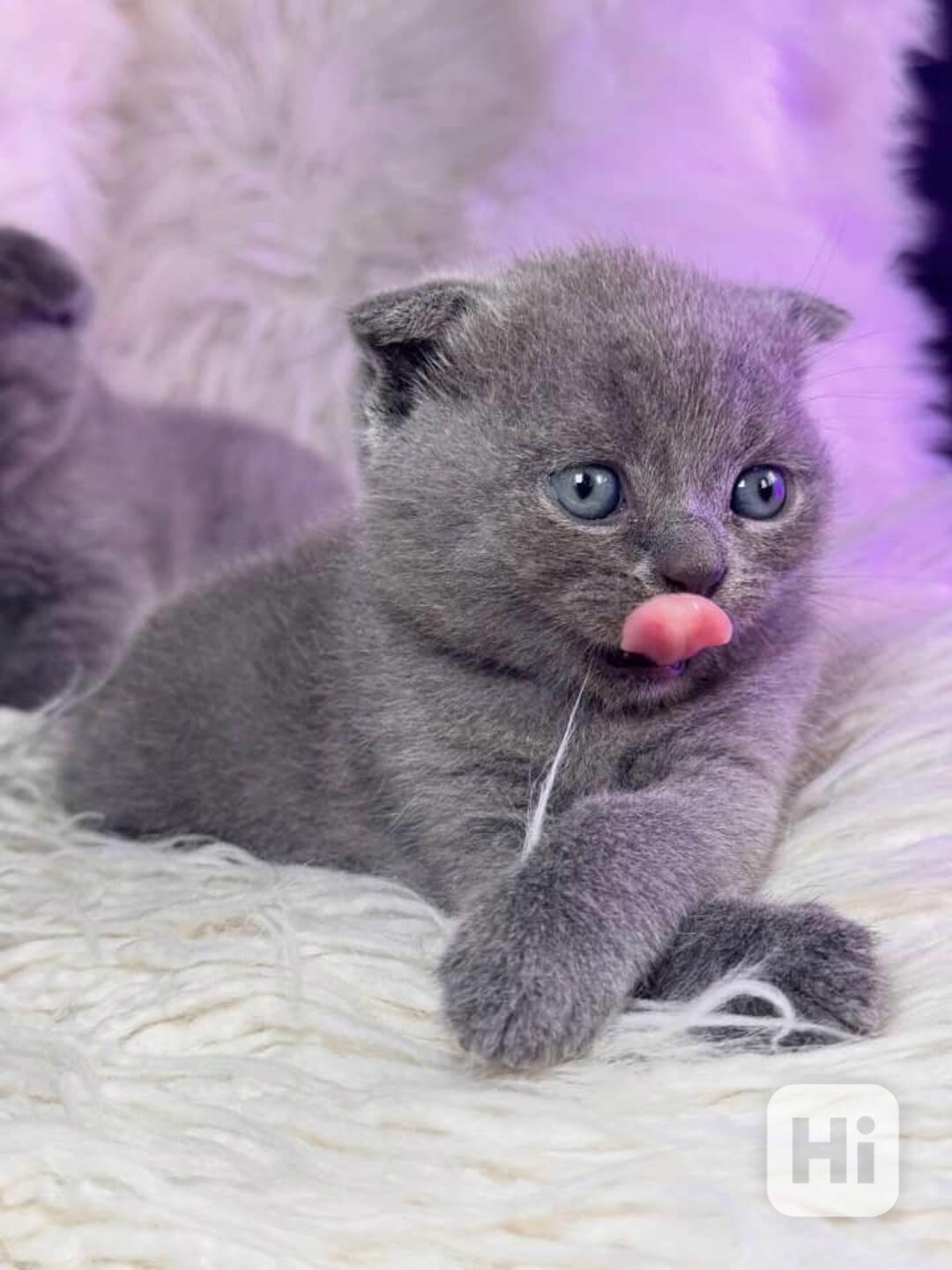 🐾 Okouzlující skotská klapouchá kočka na prodej - foto 1