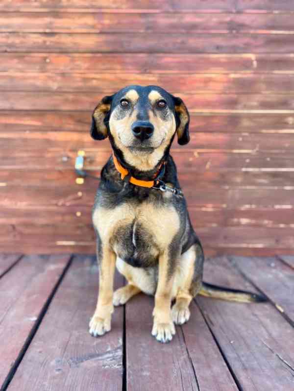 AURA - fenečka 2 roky  - foto 3
