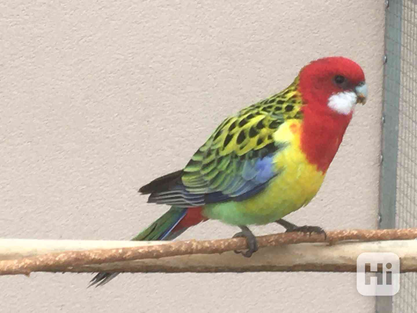 Prodám rosela pestrá nádherná - foto 1