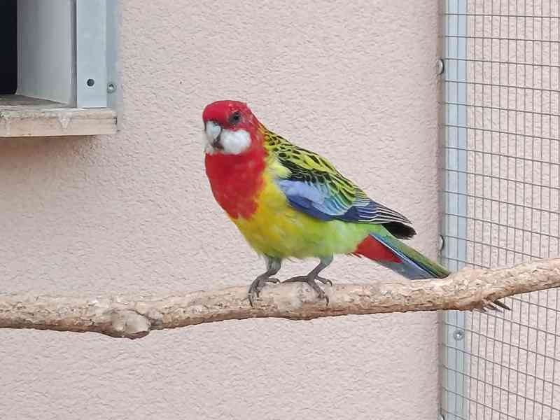 Prodám rosela pestrá nádherná - foto 3