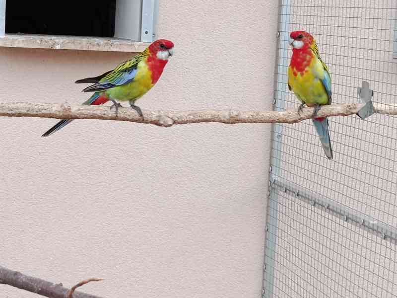 Prodám rosela pestrá nádherná - foto 4