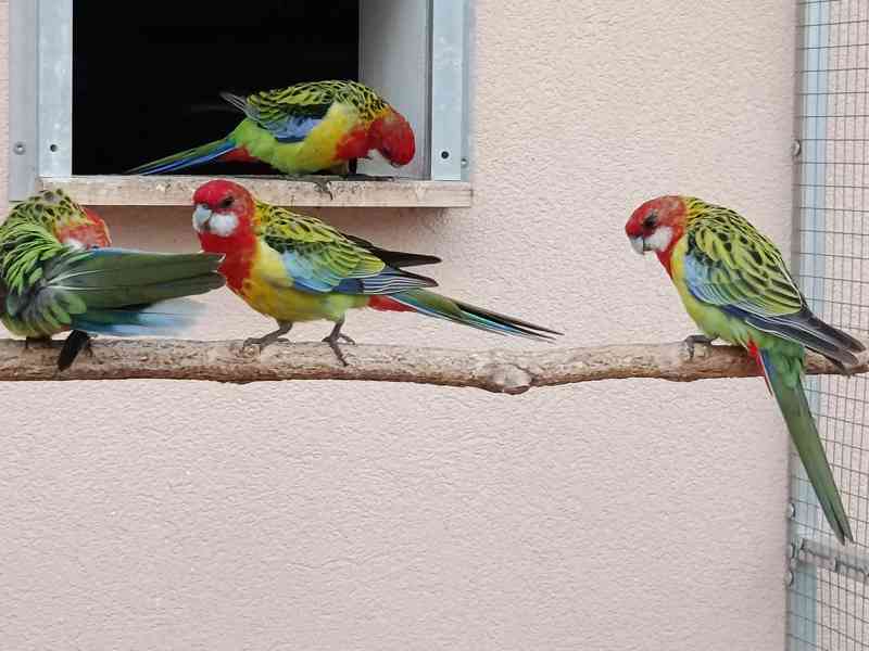 Prodám rosela pestrá nádherná - foto 7