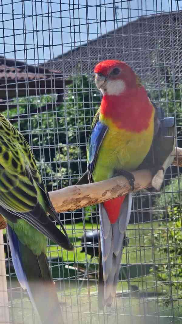 Prodám rosela pestrá nádherná - foto 9