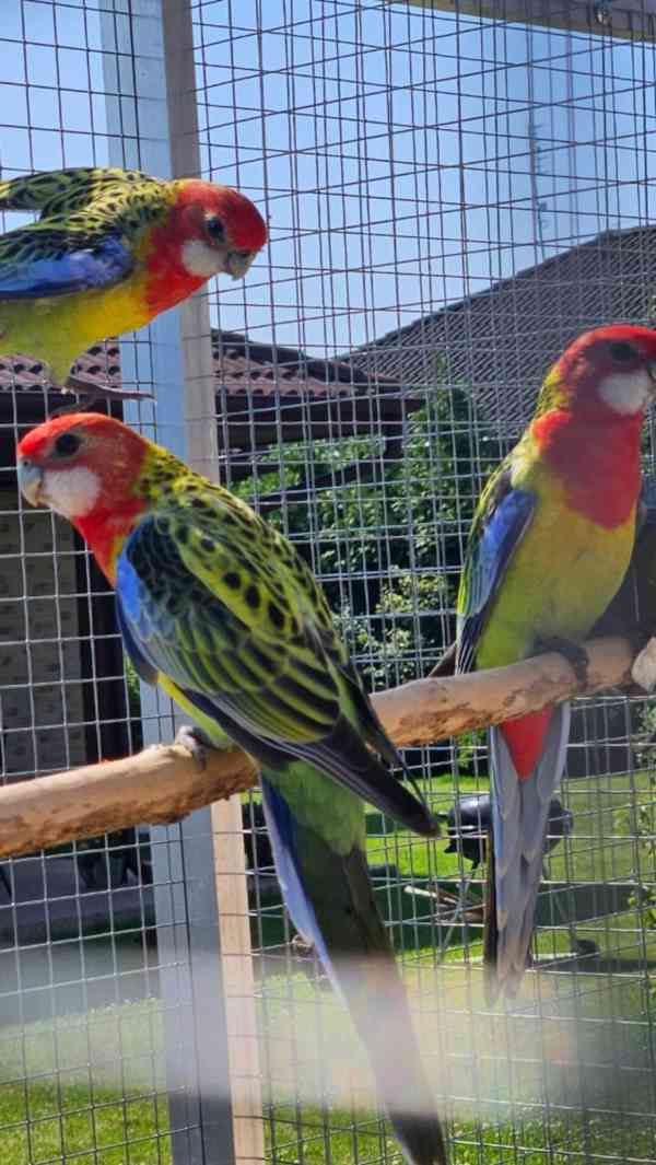 Prodám rosela pestrá nádherná - foto 8