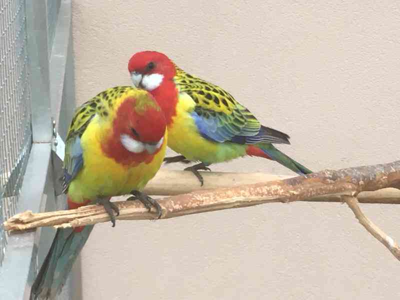 Prodám rosela pestrá nádherná - foto 2