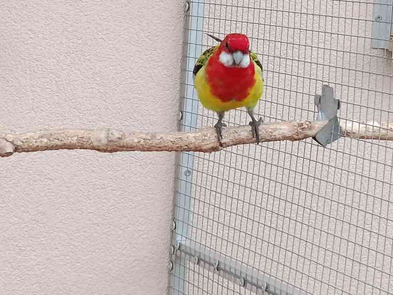 Prodám rosela pestrá nádherná - foto 5