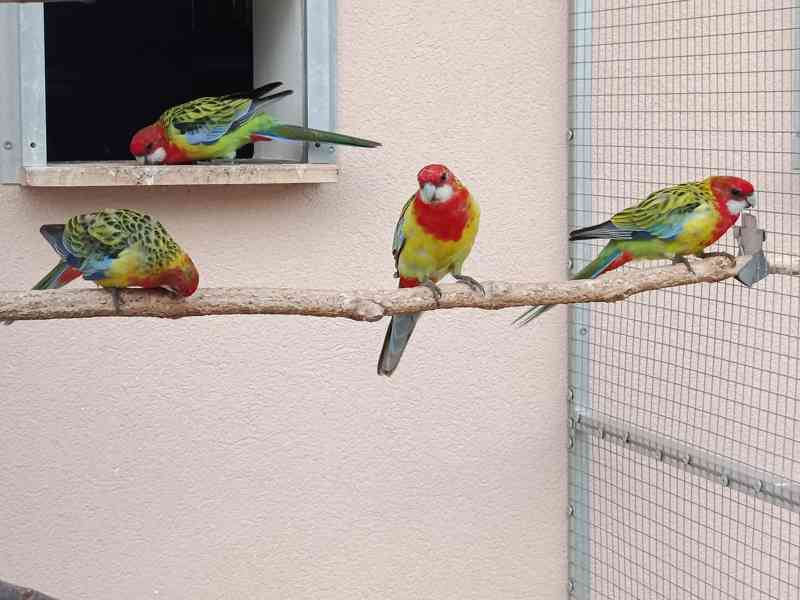 Prodám rosela pestrá nádherná - foto 6