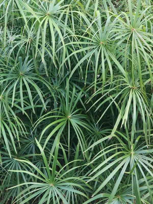 Šáchor střídavolistý- Cyperus alternifolius - rostlina - foto 2