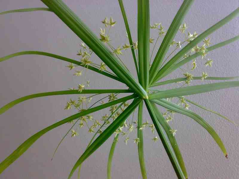 Šáchor střídavolistý- Cyperus alternifolius - rostlina - foto 4