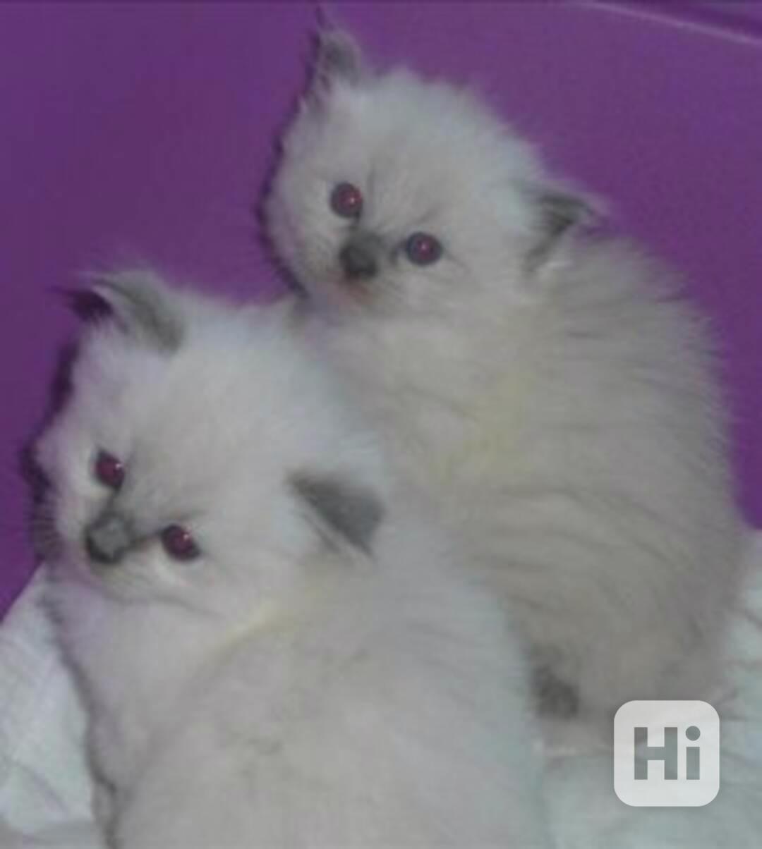 Krásná koťátka plemene Ragdoll z domácího chovu. - foto 1