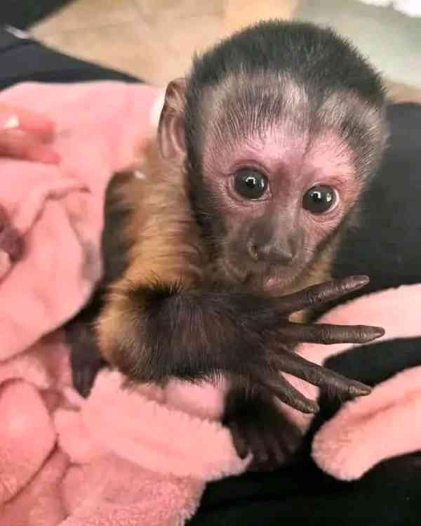  Roztomilá bílá tvář kapucínky - foto 1