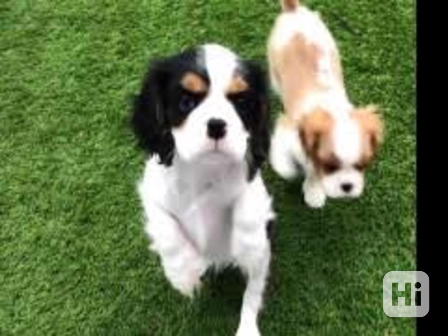 Ohromující štěňata Cavalier Kingu Ohromující štěňata Cavalie - foto 1