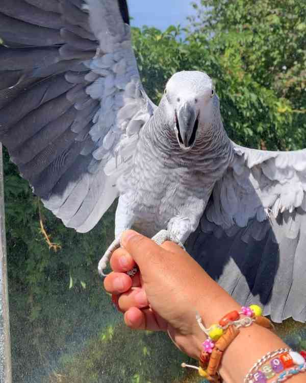 🦜✨ Krásní papoušci šedí afričtí