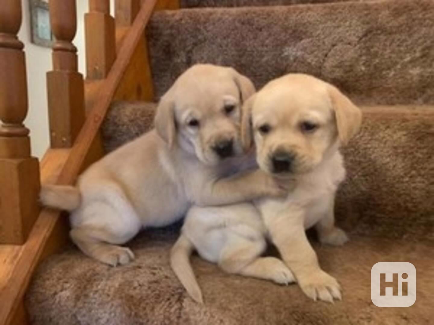 Prodám velmi roztomilá štěňátka labradorského retrívra. - foto 1