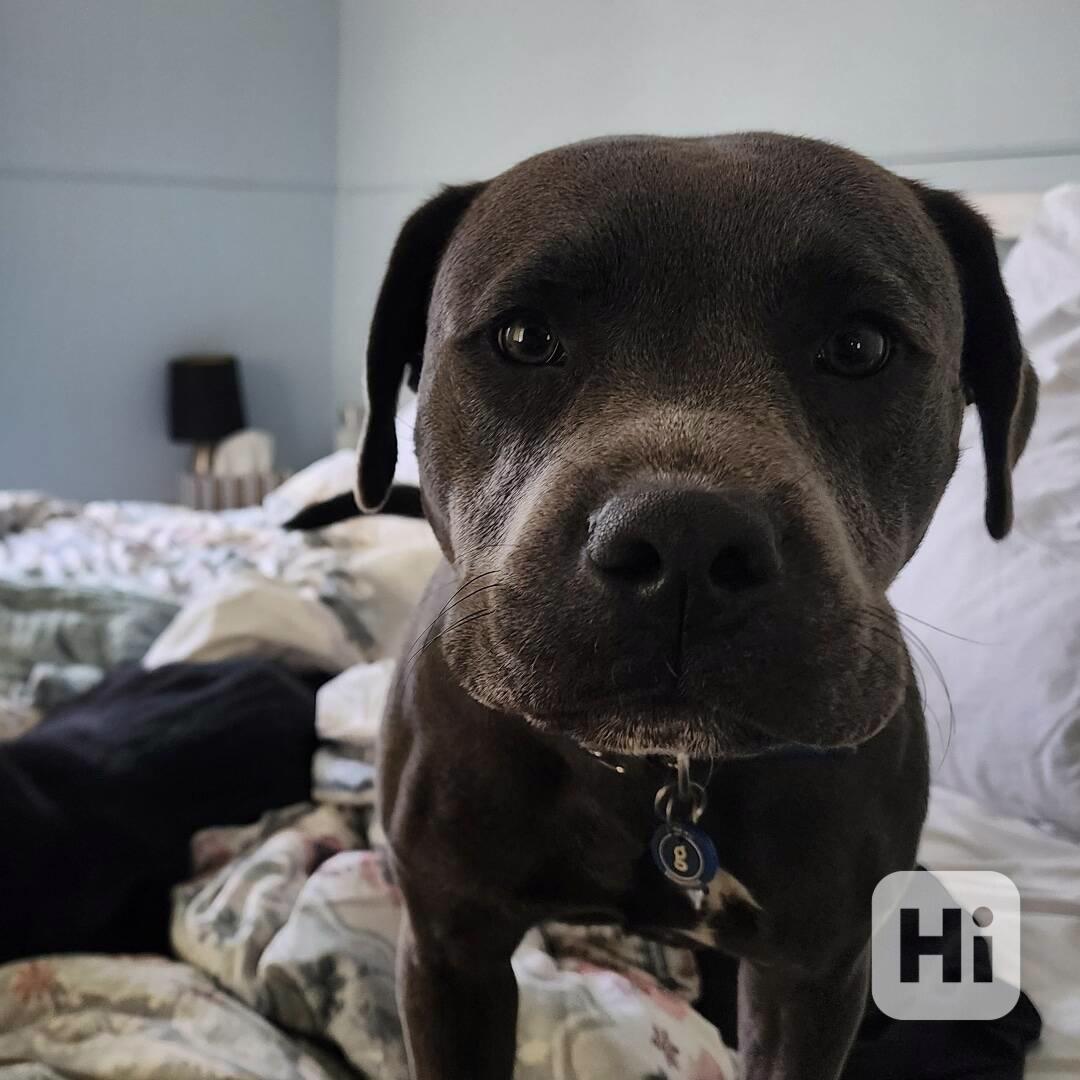 Krásná štěňata francouzského buldoka jsou nyní k dispozici - foto 1