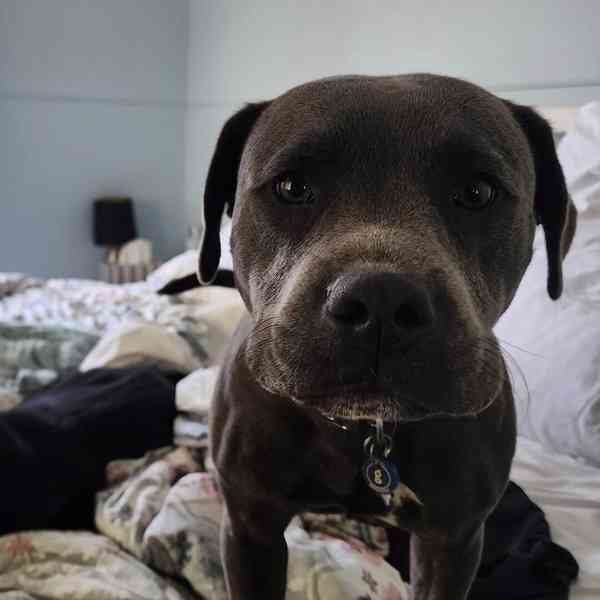 Krásná štěňata francouzského buldoka jsou nyní k dispozici