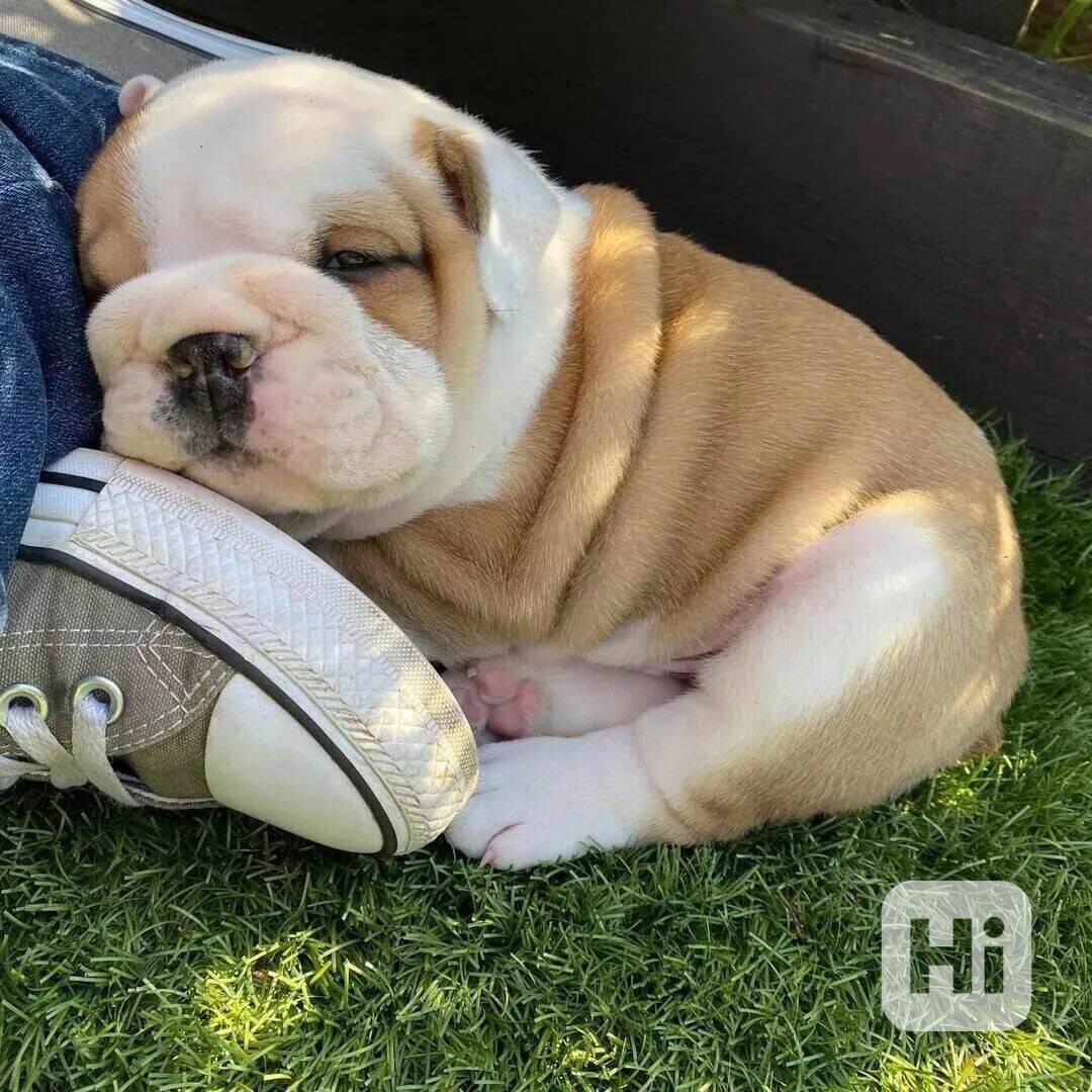 Štěňata anglického buldoka registrovaná v Akc - foto 1