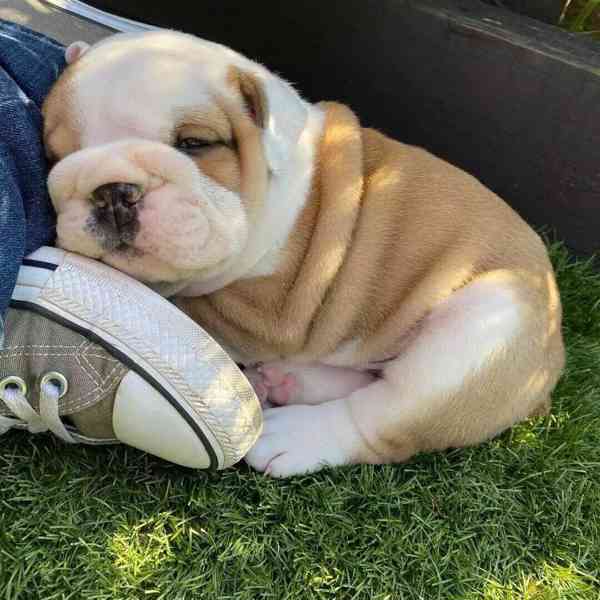 Štěňata anglického buldoka registrovaná v Akc - foto 1