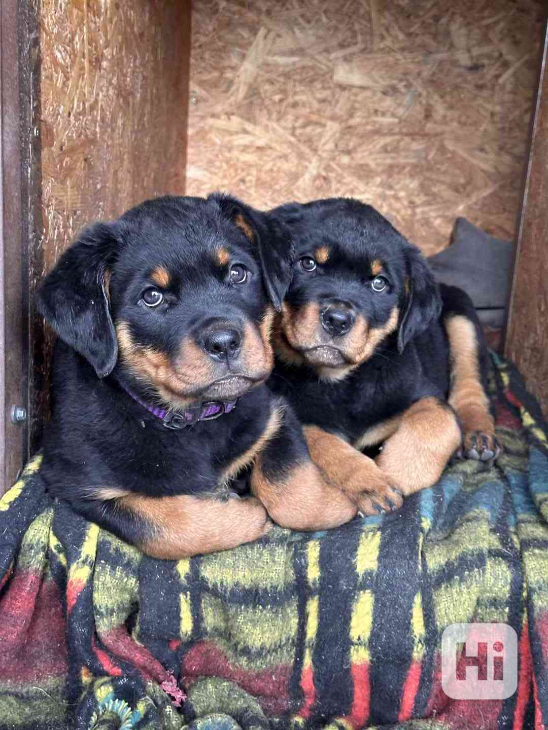 Rotvajler - štěně s PP - Rottweiler - foto 1