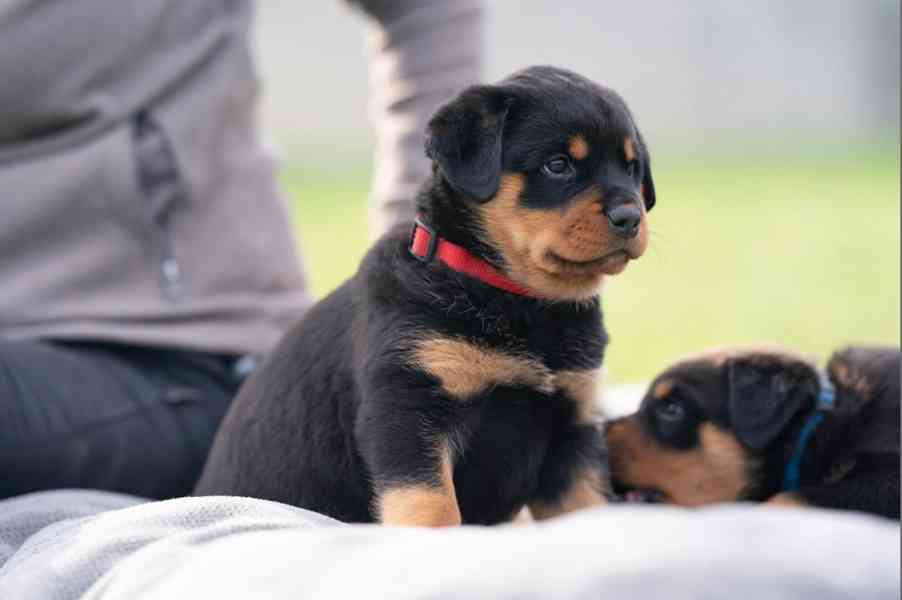 Rotvajler - štěně s PP - Rottweiler - foto 9