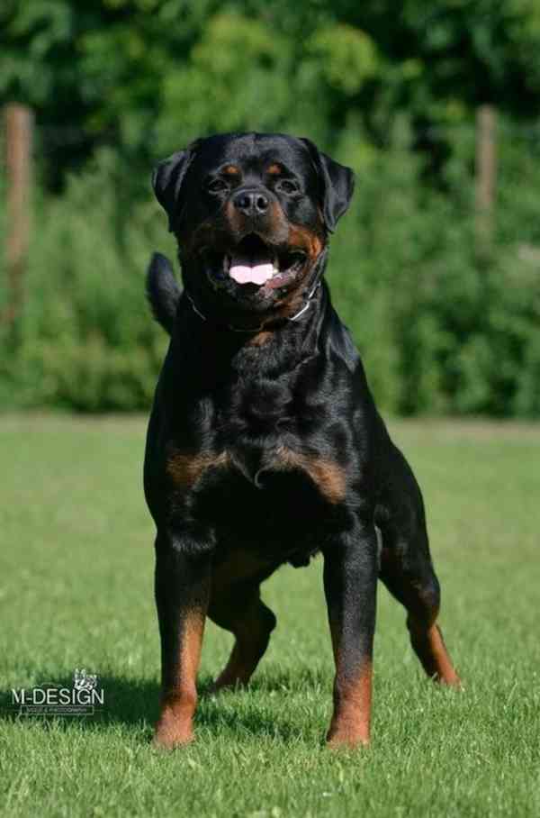 Rotvajler - štěně s PP - Rottweiler - foto 12