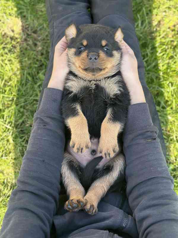 Rotvajler - štěně s PP - Rottweiler - foto 4