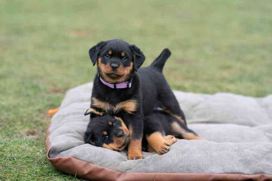 Rotvajler - štěně s PP - Rottweiler - foto 10