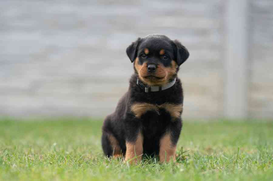 Rotvajler - štěně s PP - Rottweiler - foto 5