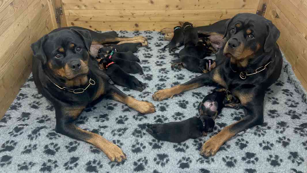 Rotvajler - štěně s PP - Rottweiler - foto 11