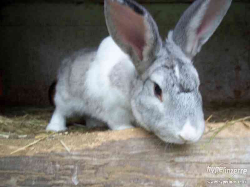 Prodam králíky :stáří 1mesic-10měsícu - foto 1