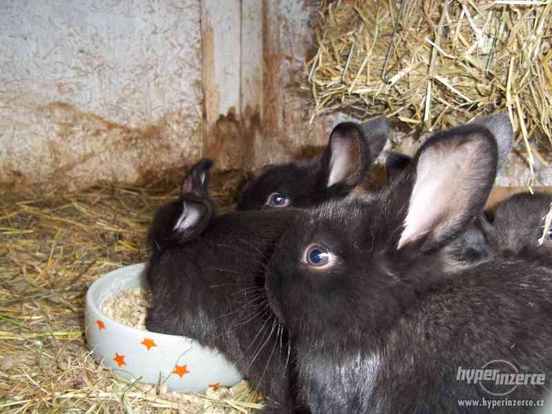 Prodam králíky :stáří 1mesic-10měsícu - foto 2