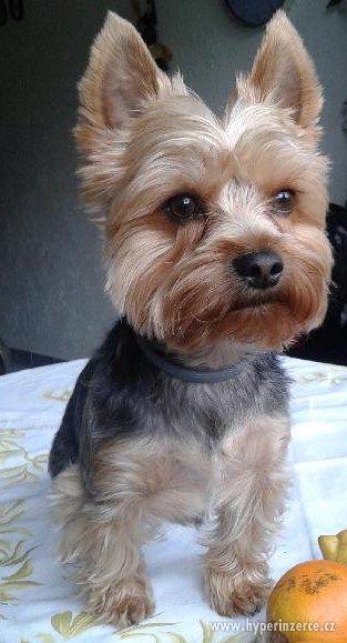 Yorkšírský teriér ke krytí - foto 1