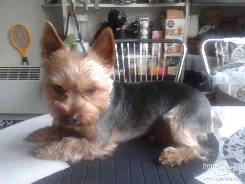 Yorkšírský teriér ke krytí - foto 2