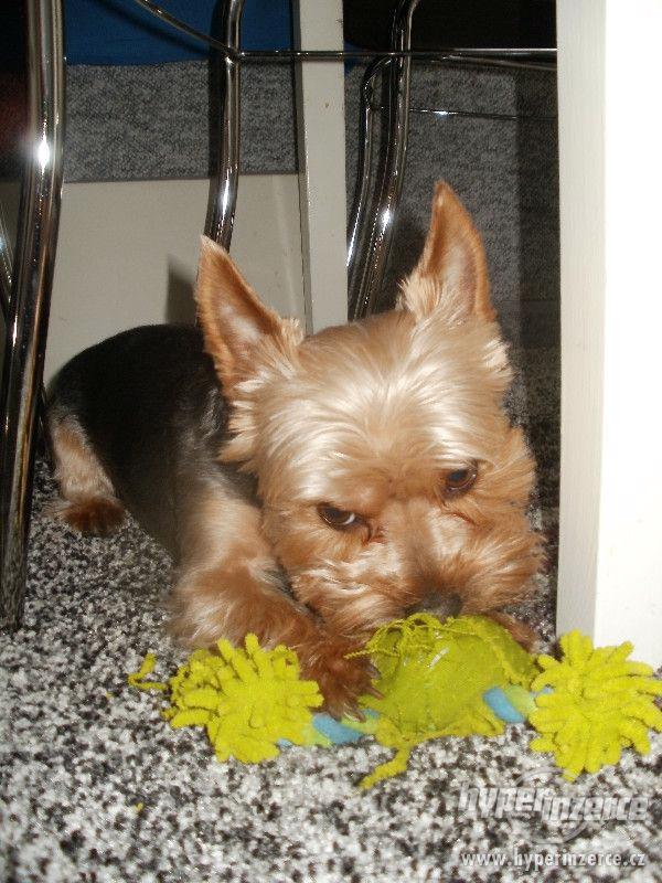 Yorkšírský teriér ke krytí - foto 3