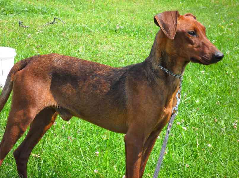 Německý pinč - štěňata s PP - foto 3