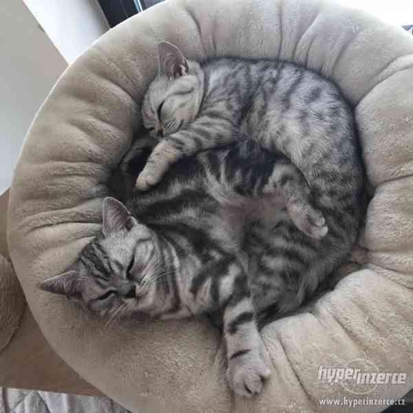 Dvě vymazlená britská koťátka s PP hledají nový - foto 6