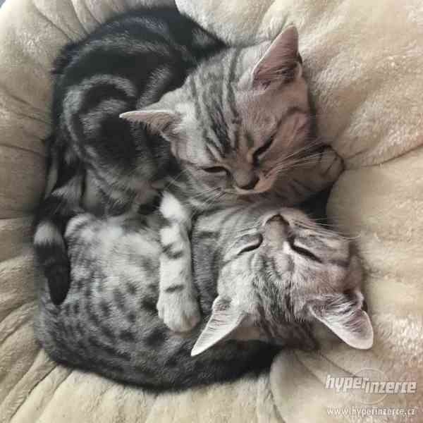 Dvě vymazlená britská koťátka s PP hledají nový - foto 9