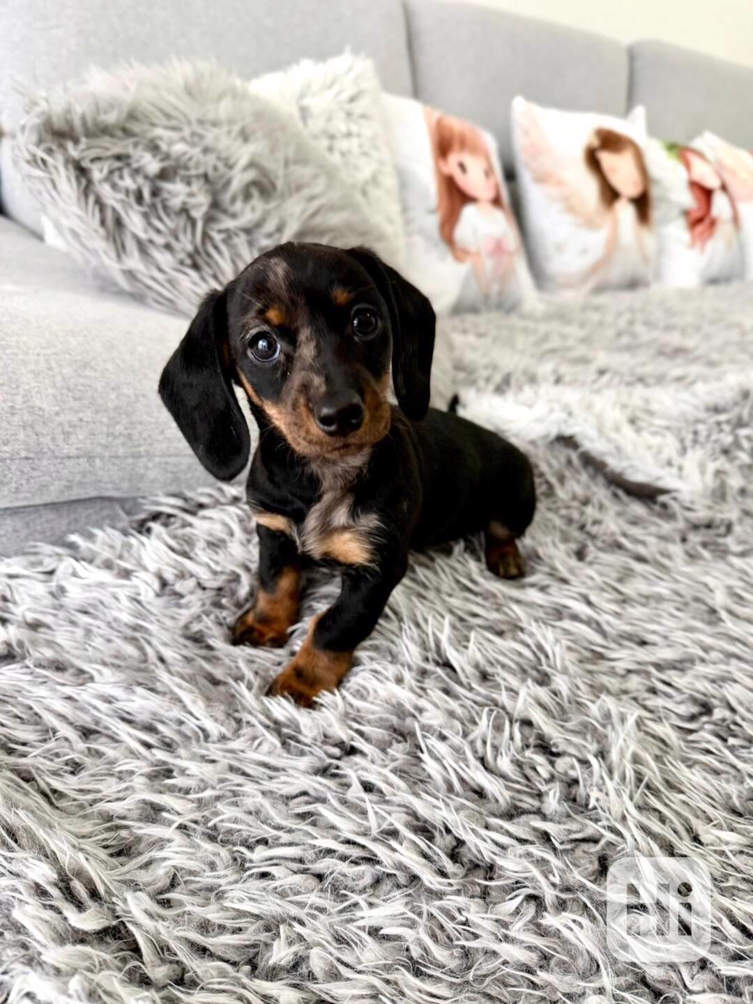 Merle Jezevčík hladkosrstý trpasličí  - foto 1