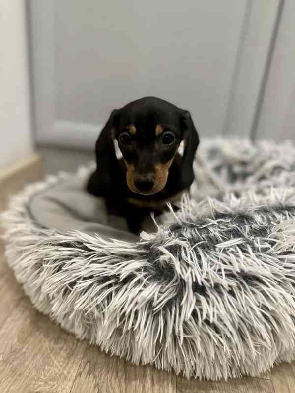 Jezevčík hladkosrstý trpasličí  - foto 3