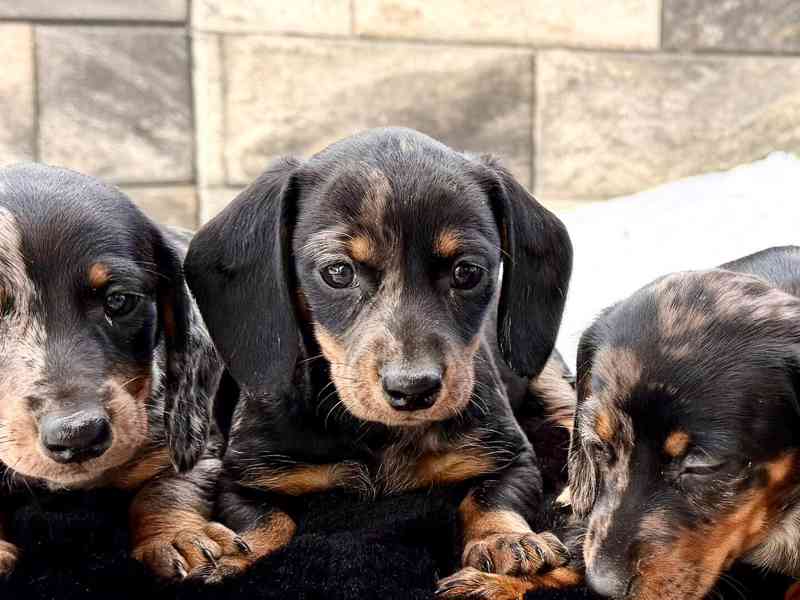 Merle Jezevčík hladkosrstý trpasličí  - foto 5