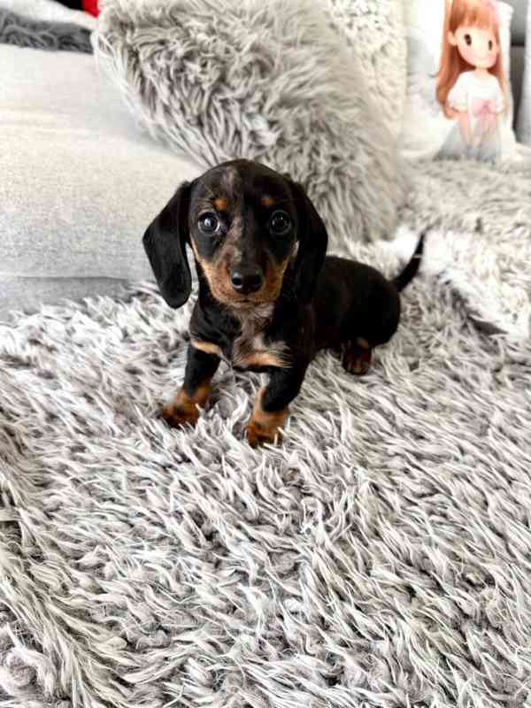 Merle Jezevčík hladkosrstý trpasličí  - foto 2