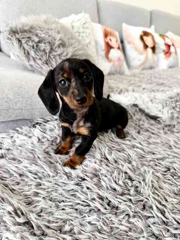 Merle Jezevčík hladkosrstý trpasličí  - foto 1