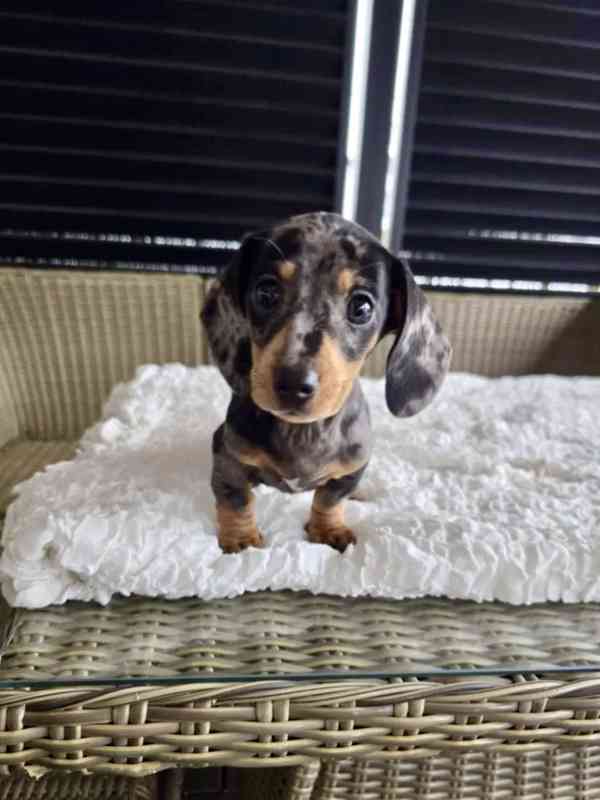 Merle Jezevčík hladkosrstý trpasličí 