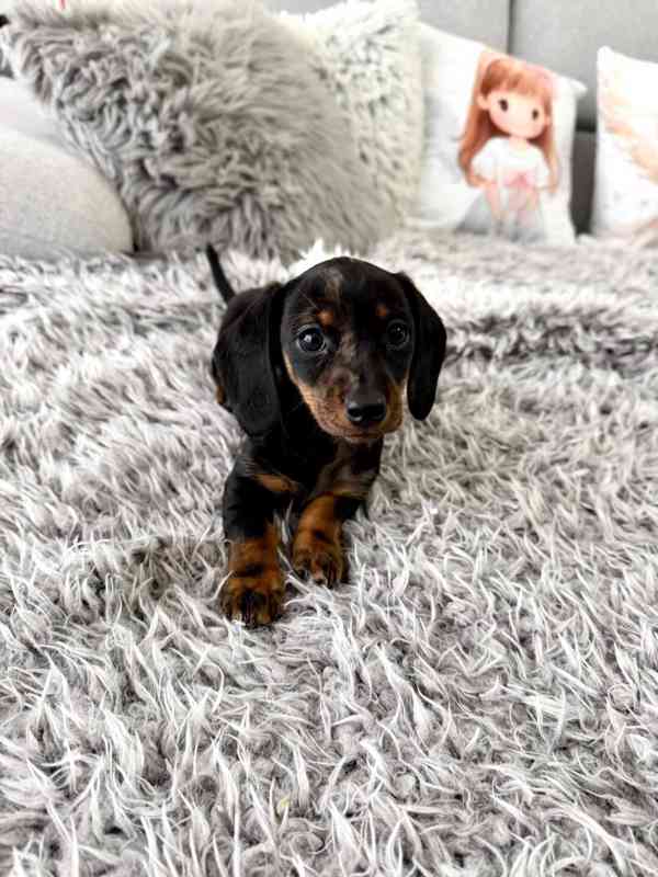 Merle Jezevčík hladkosrstý trpasličí  - foto 4