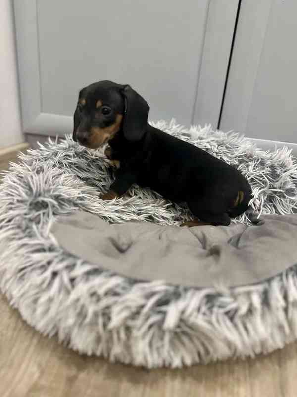 Jezevčík hladkosrstý trpasličí  - foto 4