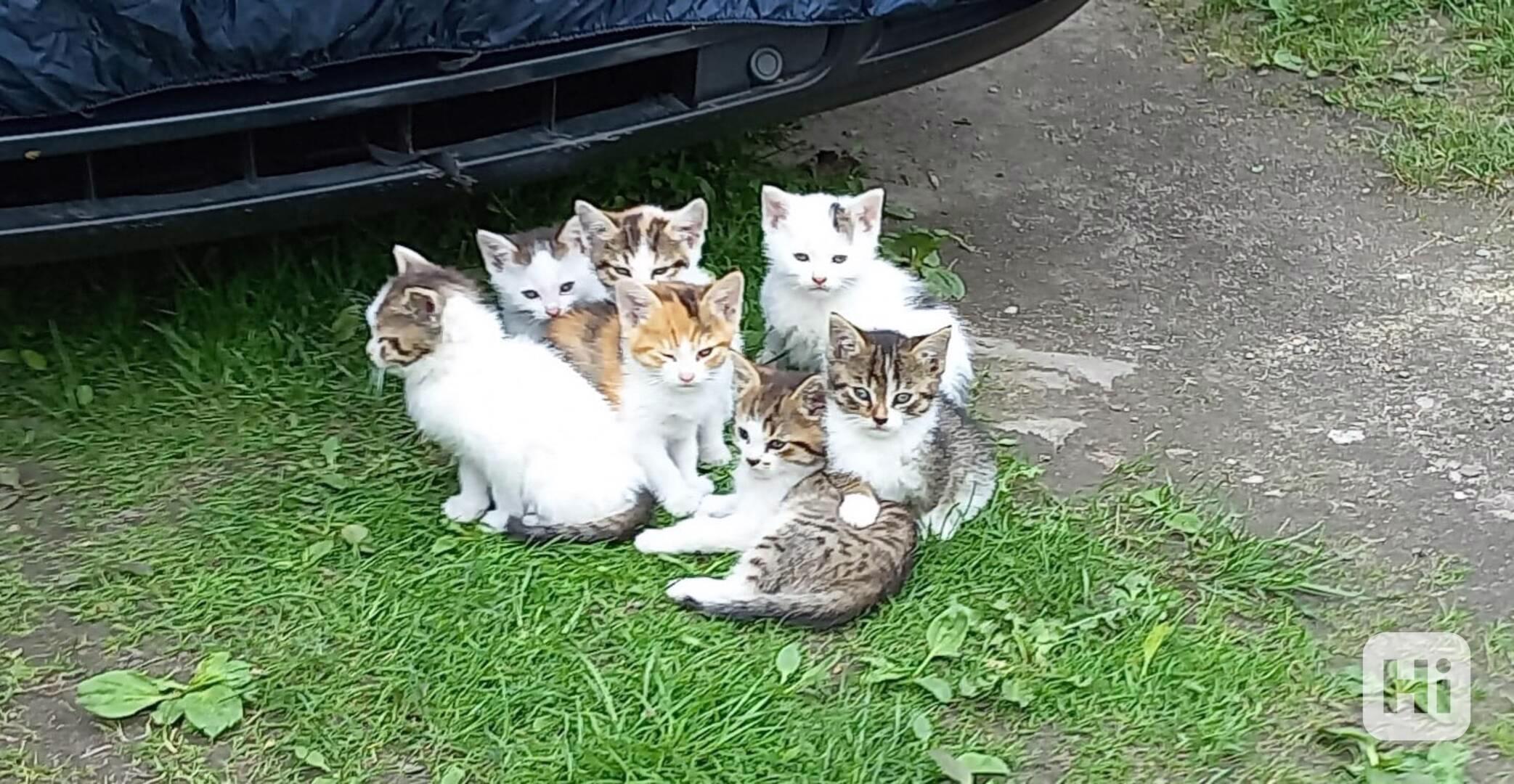 Koťata  - foto 1