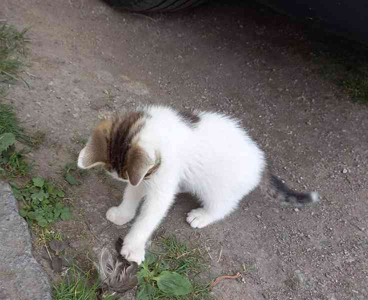 Koťata  - foto 18