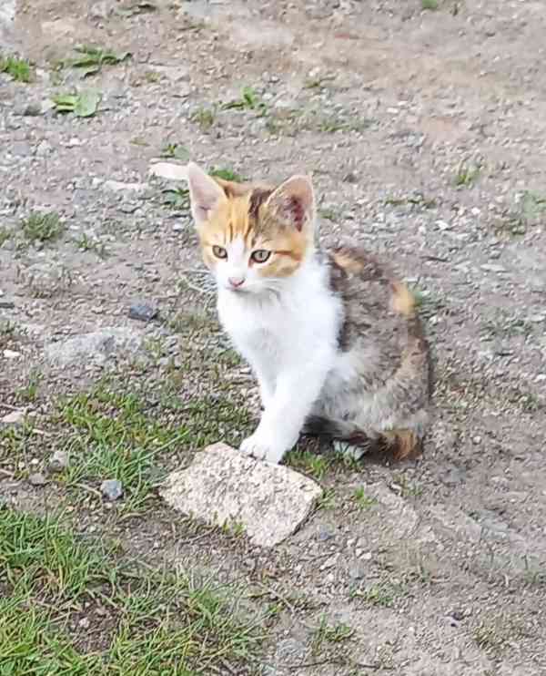 Koťata  - foto 19