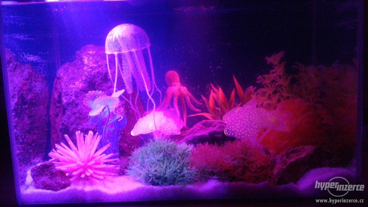 kytky,lodě, potřeby akvárium - foto 1