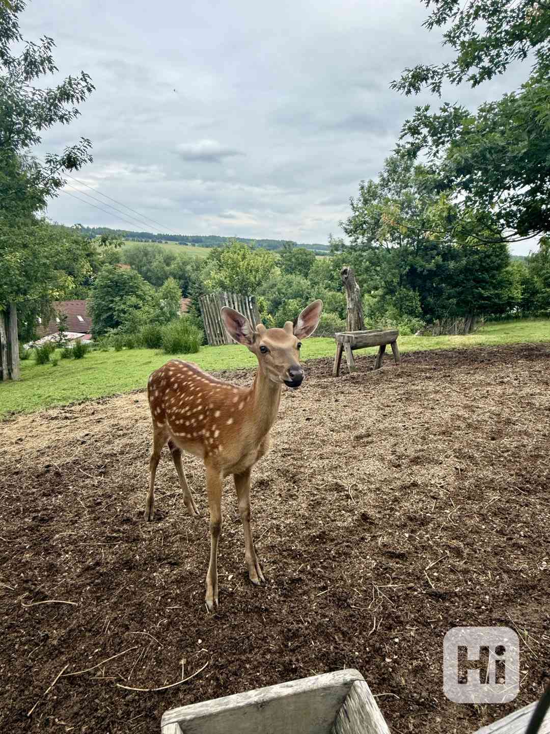 Prodej mláďat jelena sika Dybowského - foto 1